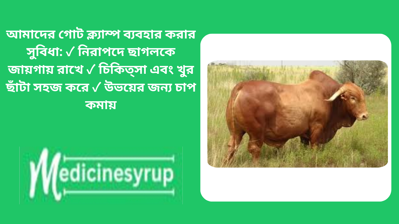 fattening of cattle, goats, poultry and chickens আমাদের গোট ক্ল্যাম্প ব্যবহার করার সুবিধা: ✓ নিরাপদে ছাগলকে জায়গায় রাখে ✓ চিকিত্সা এবং খুর ছাঁটা সহজ করে ✓ উভয়ের জন্য চাপ কমায়