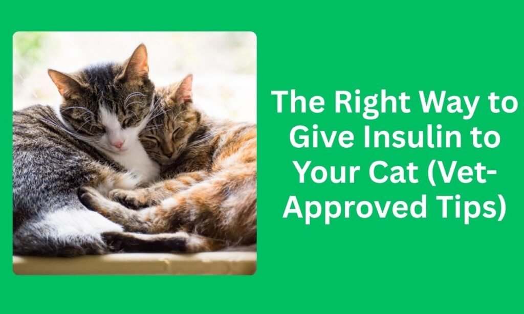 The Right Way to Give Insulin to Your Cat (Vet-Approved Tips)