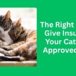 The Right Way to Give Insulin to Your Cat (Vet-Approved Tips) The Right Way to Give Insulin to Your Cat (Vet-Approved Tips)