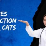 Rabies injection for cats, Side Effects & Safety Guide Rabies injection for cats