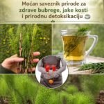 Čaj od preslice (Equisetum arvense): 7 dokazanih koristi za kosti, kosu, bubrege i još mnogo toga 724194589_122117361338735682_5049618388940938013_n