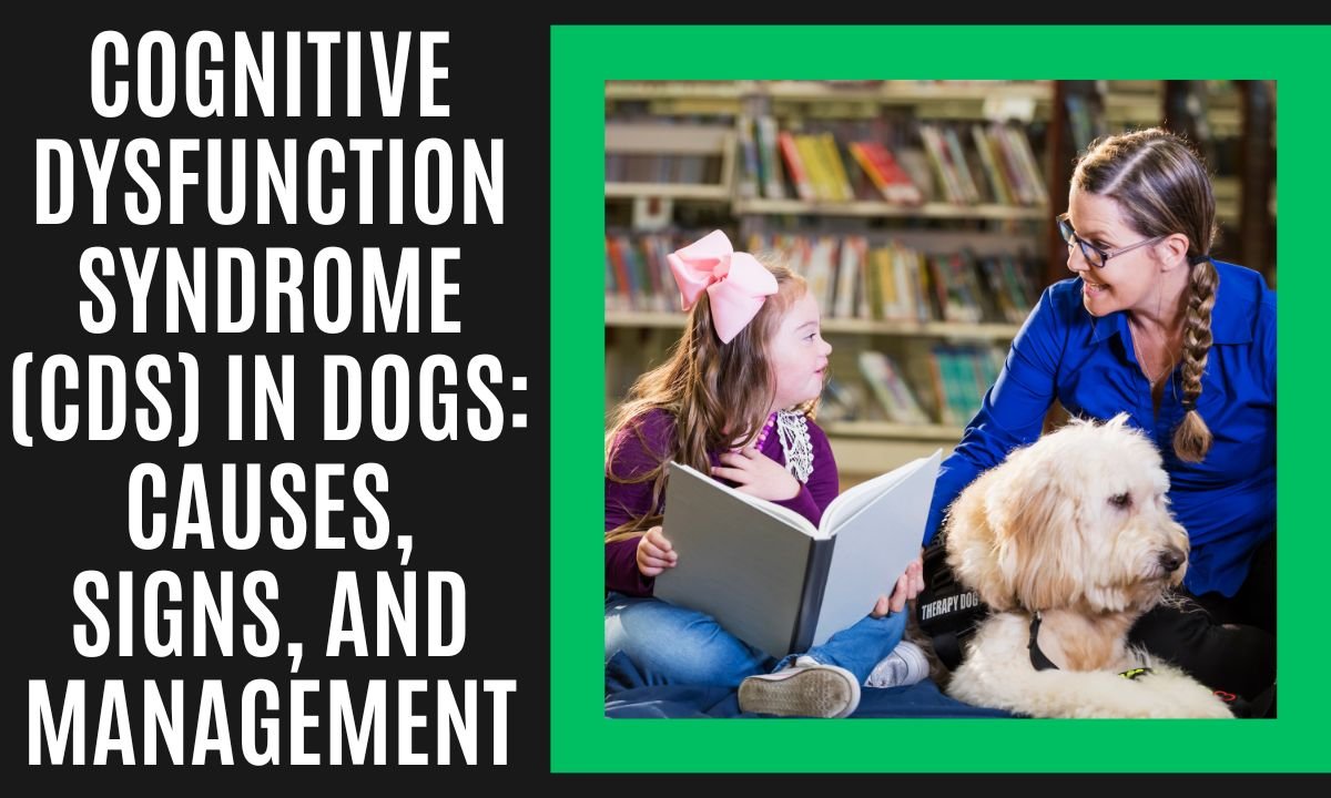 Cognitive Dysfunction Syndrome (CDS) in Dogs: Causes, Signs, and Management